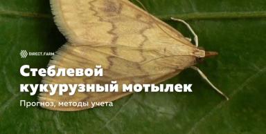 Кукурузный мотылек: прогноз развития, методы учета