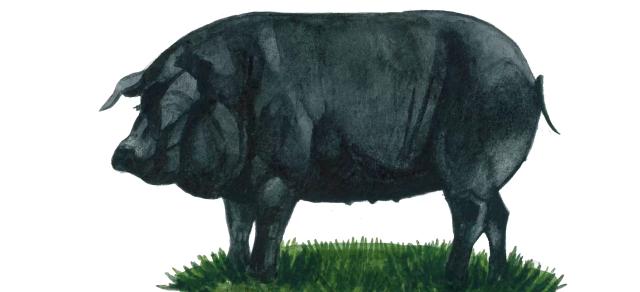 Иберийская порода свиней