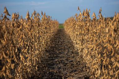 СОЯ НА REPEAT – ПЛЮС В ДОХОДАХ