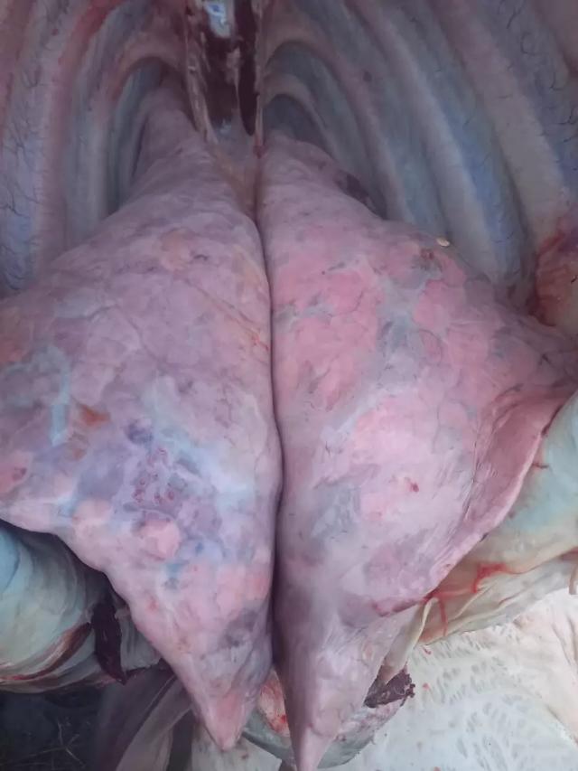 Вопросы из чатов: что с легкими?