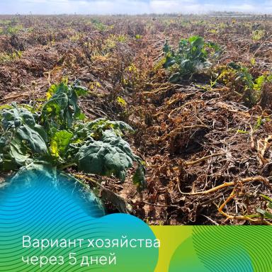 О важности десикации картофеля