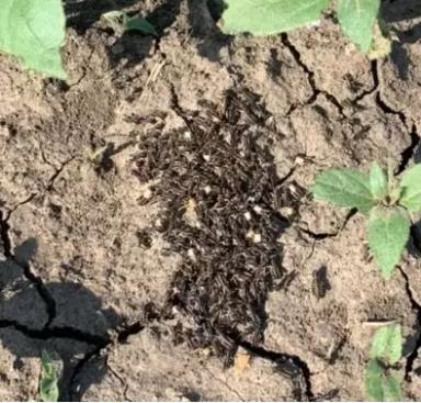 Особо опасный вредитель: Итальянский прус