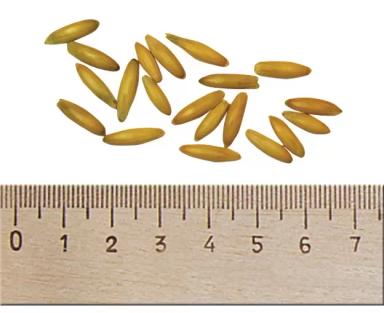 Авеню (AVENUE) сорт овса ярового