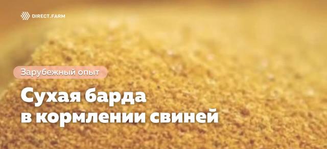 Использование сухой спиртовой барды в кормлении свиней