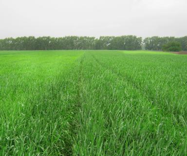 Последействие 4-х-польных севооборотов.