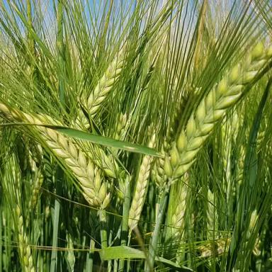 Евгения (EVGENIA)