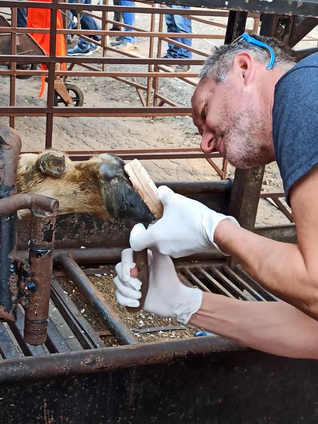 День копытореза!