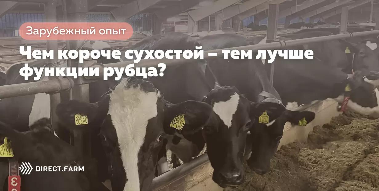 Чем короче сухостой – тем лучше функции рубца?