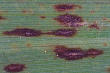 Мучнистая роса