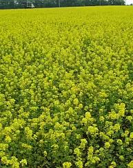 Бэлла ® - сорт белой горчицы  (Sinapis alba L.). Раннеспелый. Тип растения: 0 типа (безэруковый).