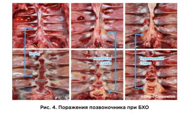 Хромота бройлеров: как избежать убытков