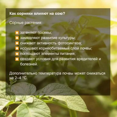 Соевый агрокалендарь: июнь