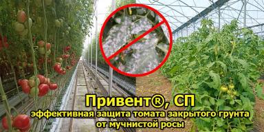 Применение фунгицида ПРИВЕНТ в закрытом грунте