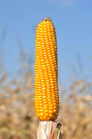 Артуро - гибрид кукурузы зерновой (Zea mays L.).