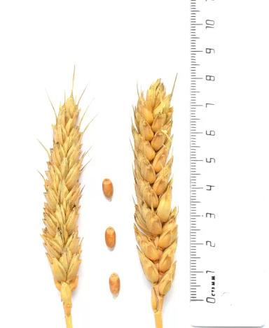 Вольный Дон