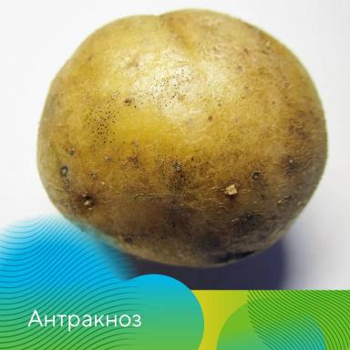 Клубневой анализ картофеля