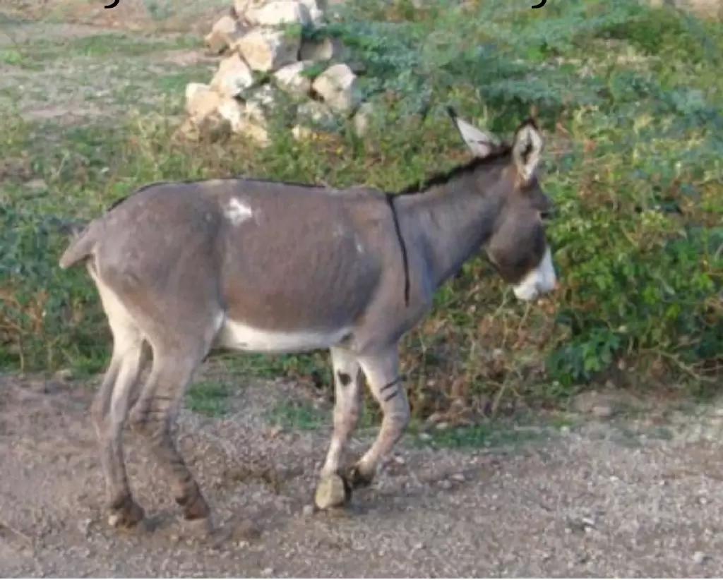 Абиссинский Осёл