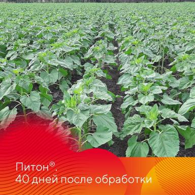 Зарегистрирован новый гербицид Питон®!