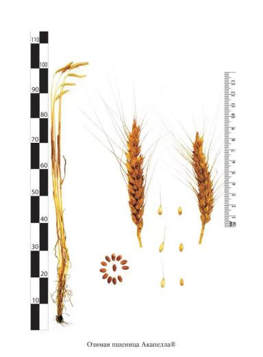 Акапелла сорт озимой пшеницы