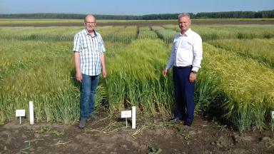 Нургуш (сорт ярового многорядного ячменя)