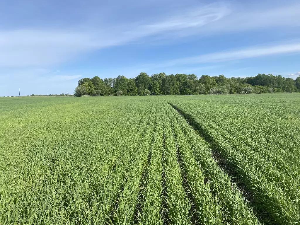 Использование цинка при выращивание пшеницы