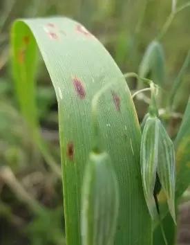 Красно-бурая пятнистость овса