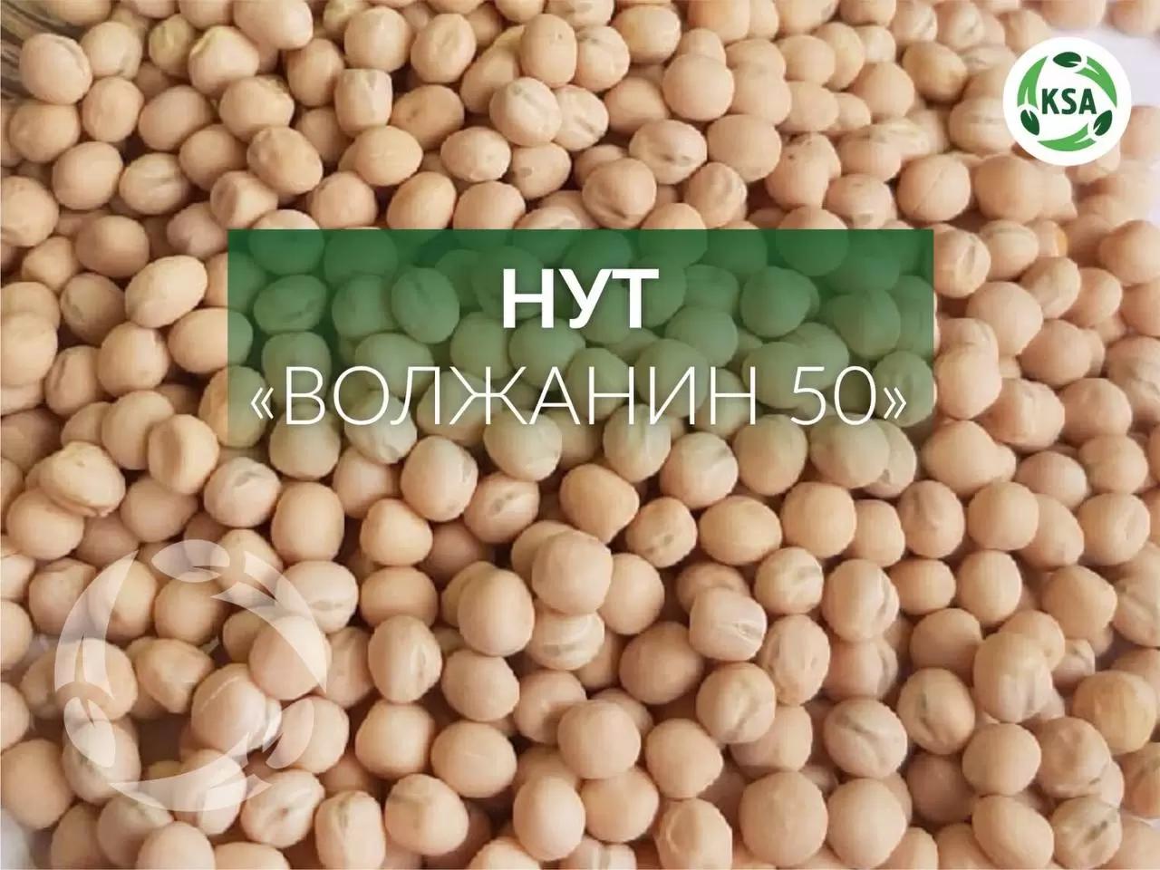 «Крымский семенной Альянс» предлагает к приобретению элитные семена нута