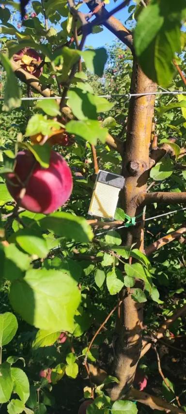 Датчик Влажности листвы Davis