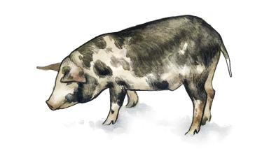 Белорусская черно-пестрая порода свиней