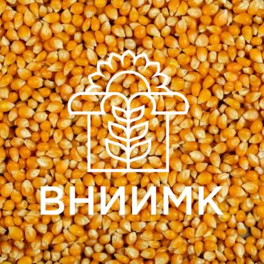 Семена кукурузы