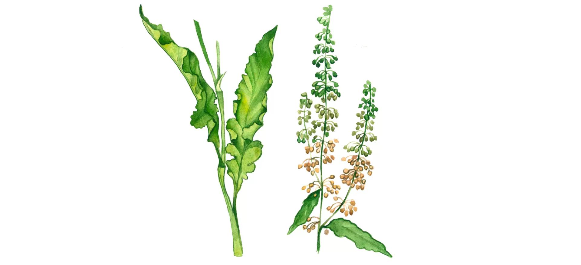 Щавель курчавый