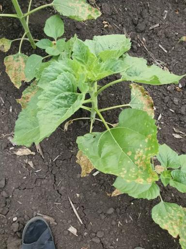 Вопросы из чатов: что за болезнь?