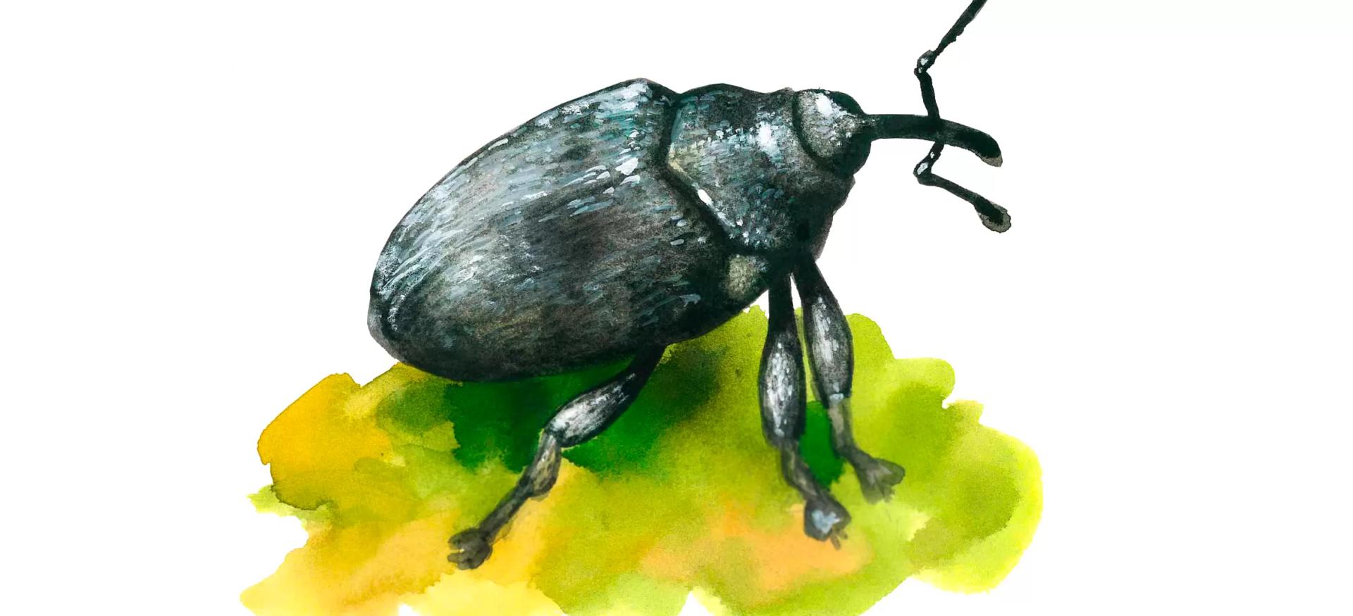 Скрытнохоботник семенной рапсовый