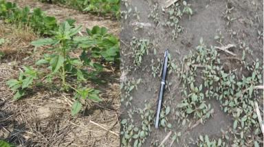 Настройка опрыскивателя для эффективной борьбы с сорняками.