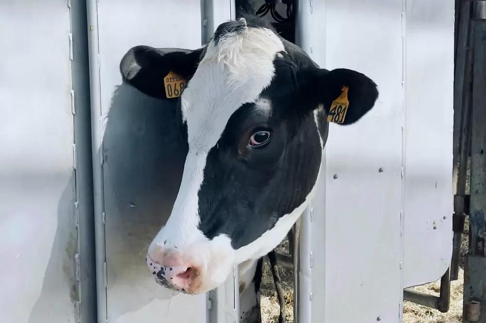 Коровы Ленинградской области — самые молочные в России