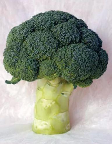 Партенон F1 (PARTHENON)