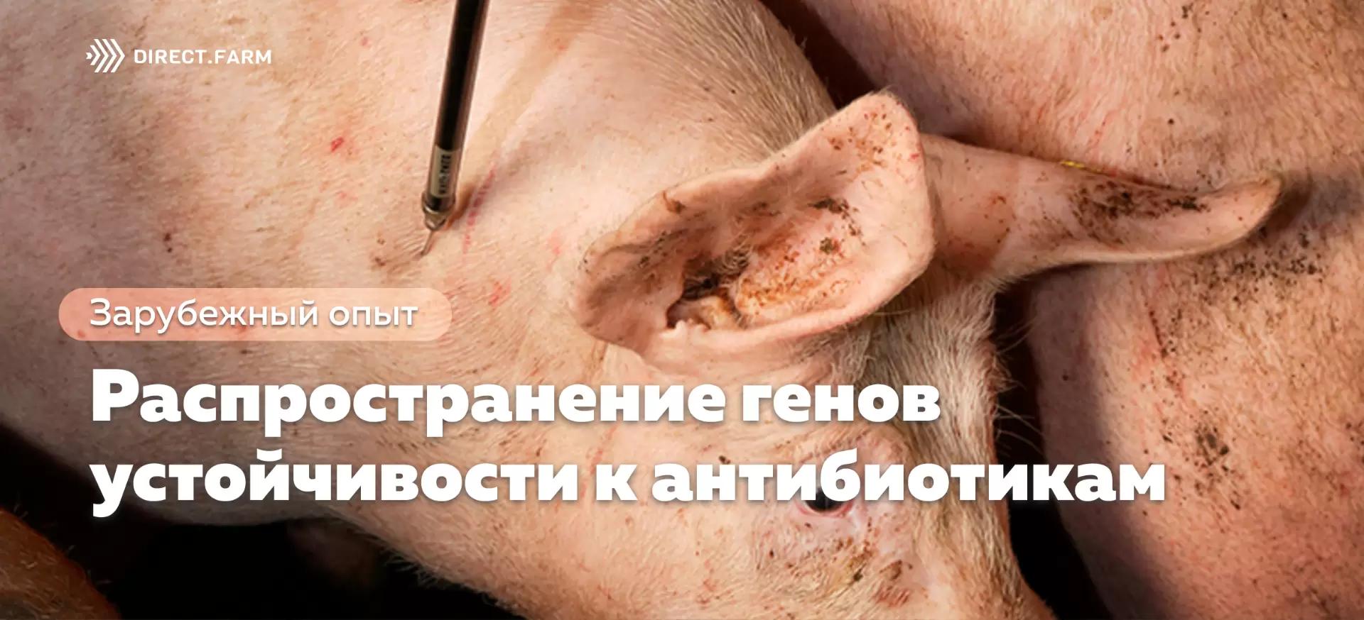 Свиноводство и устойчивость к антибиотикам