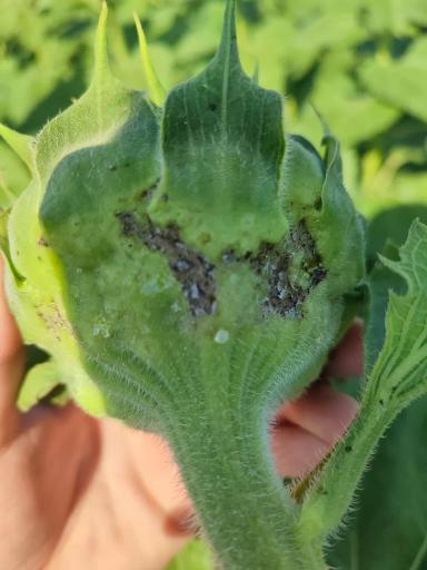 Подскажите что с подсолнечником? 