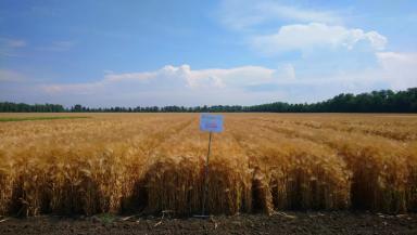 Лазарь сорт ячменя озимого