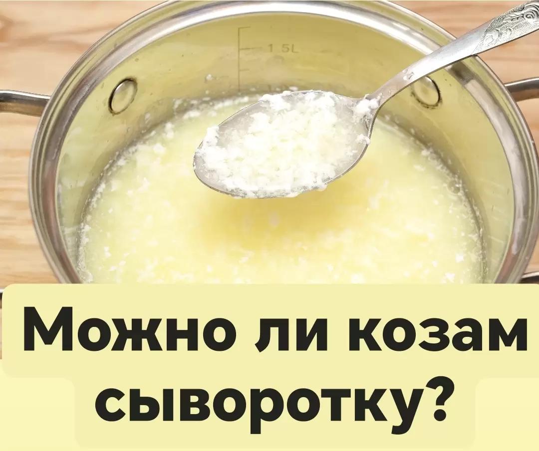 Можно ли (и нужно ли) выпаивать сыворотку козам?