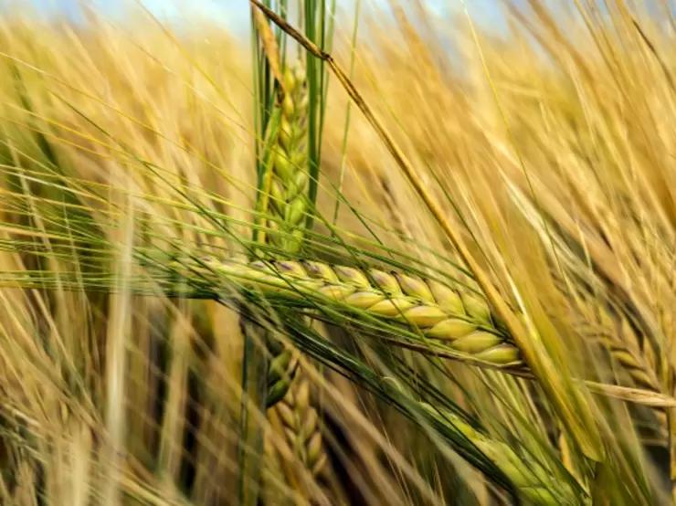 Кубань обновила рекорд по сбору ячменя, собрав 1,25 млн тонн