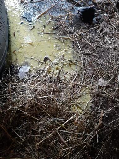 Вопросы из чатов: как лечить теленка с диареей?