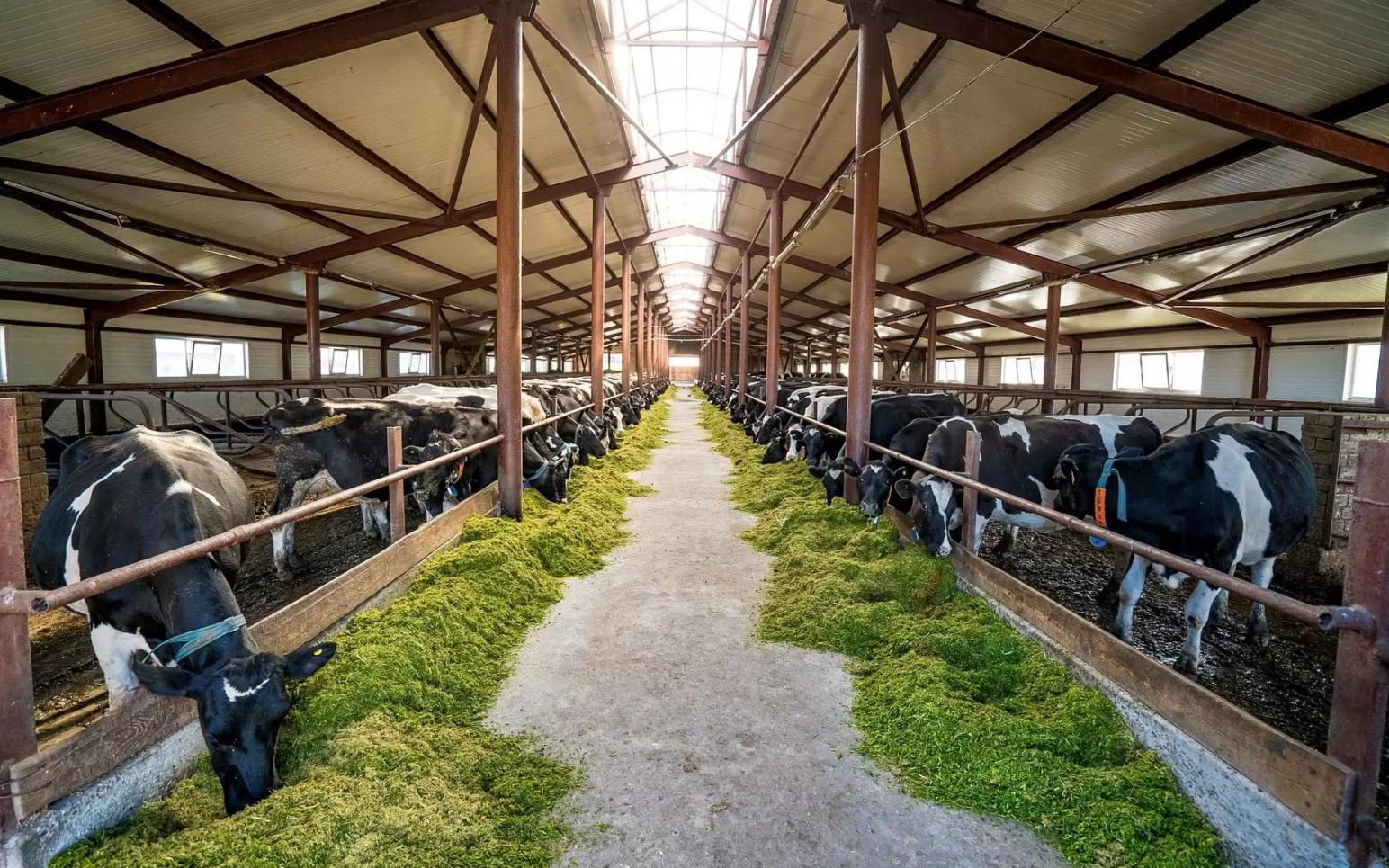 🐮 Хочешь себе такую красоту? Звони или пиши, посоветуем, построим!