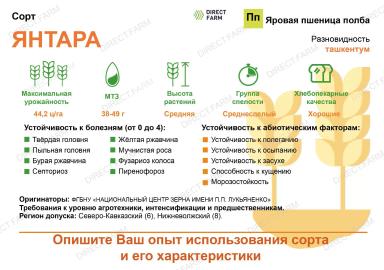 Янтара сорт яровой пшеницы полбы