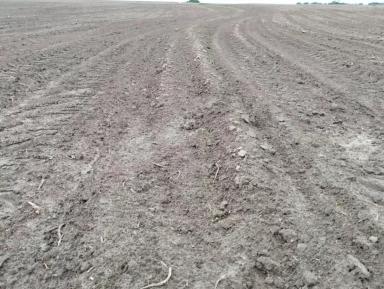 Повторная гербицидная обработка кукурузы