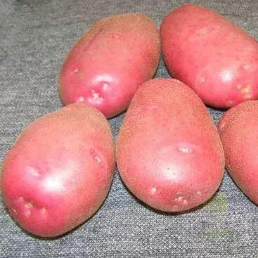 Пламя  - сорт картофеля (Solanum tuberosum L.). Среднеспелый.