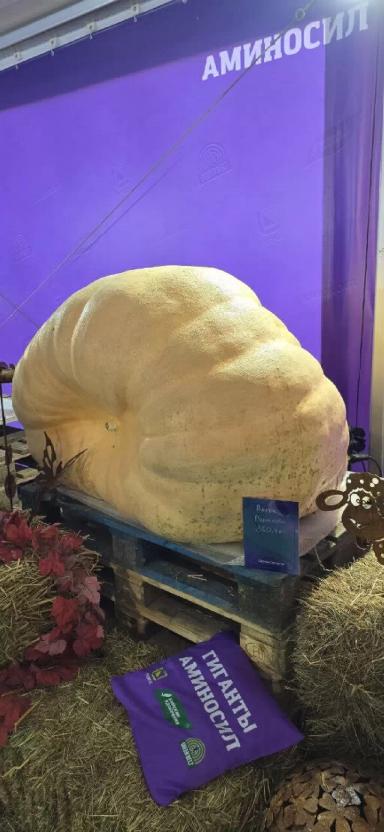 Судьба гигантской тыквы