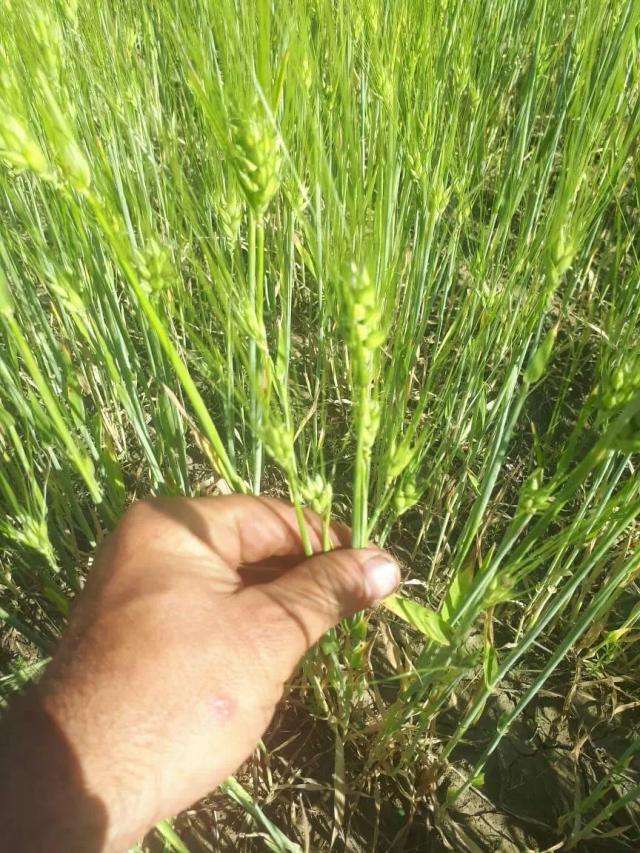 Засуха угрожает урожаю озимых культур!