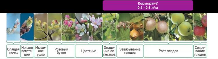 Корморан® - новое слово в защите яблони