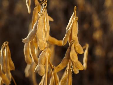 ДАЕШЬ ЭЛИТУ!